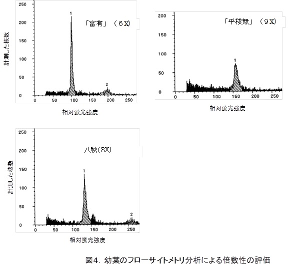 fruit_kaki-hassyuu(zu4).png