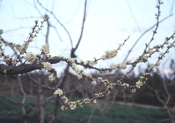 ハニーハートの花