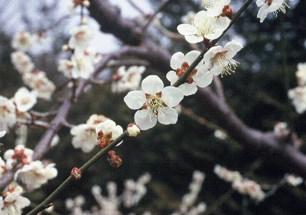 加賀地蔵_花