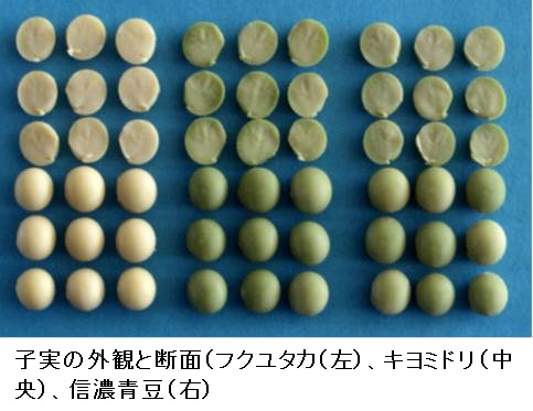 子実の外観と断面