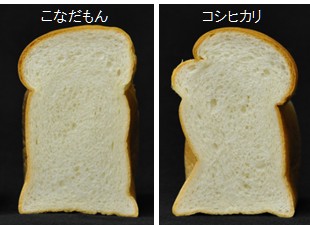 こなだもん(左)、コシヒカリ(右)の米粉パン