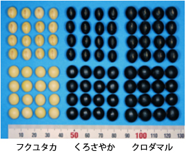 くろさやか1