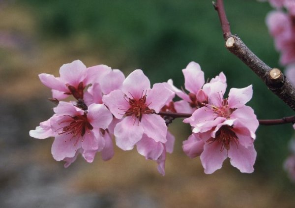 まさひめの花