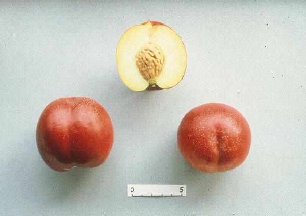 シズクレッドの果実