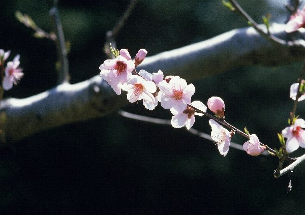 シズクレッドの花