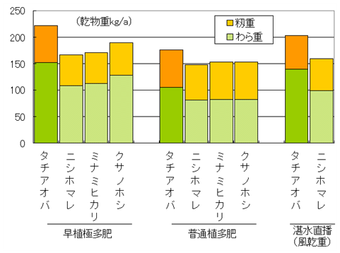 タチアオバ