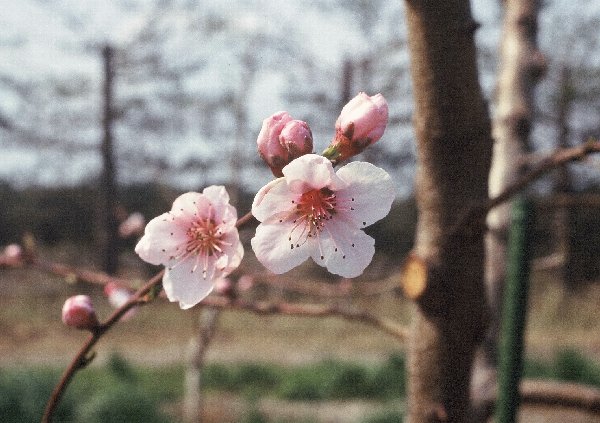 チヨダレッドの花