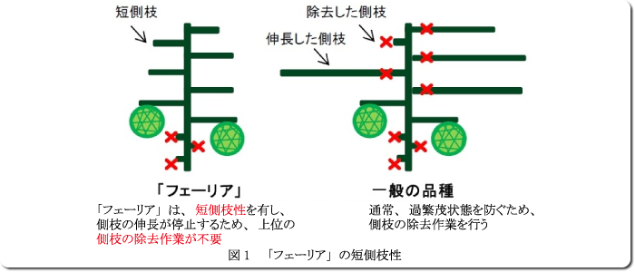 図1「フェーリア」の短側枝性