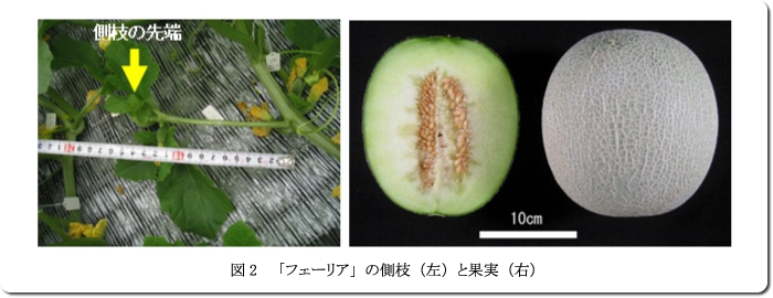 図2「フェーリア」の側枝(左)と果実(右)