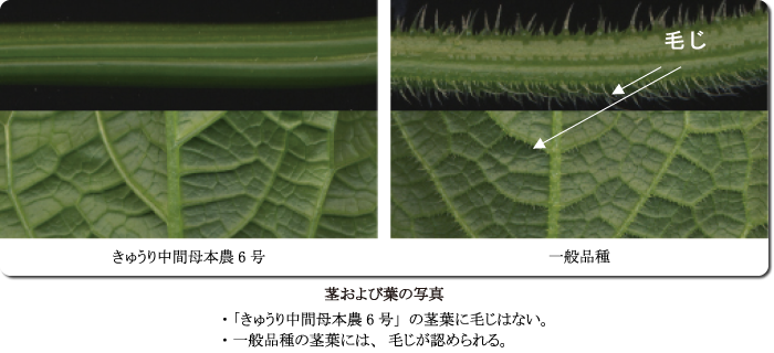 茎および葉の写真・「きゅうり中間母本農6号」の茎葉に毛じはない。一般品種の茎葉には、毛じが認められる。