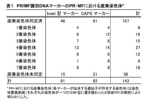 表1 PR/MF識別DNAマーカーのPR・MFにおける座乗染色体<sup>*</sup>