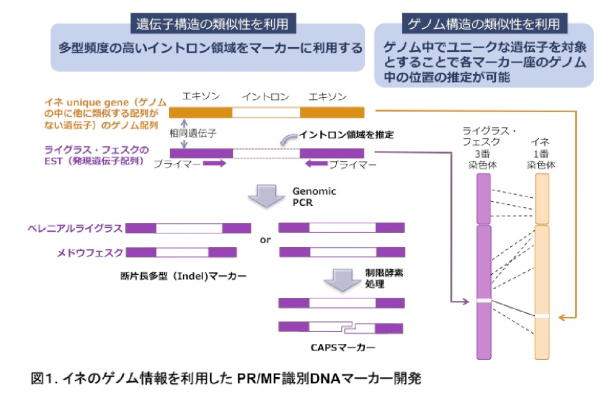 図1 イネのゲノム情報を利用したPR/MF識別DNAマーカー開発