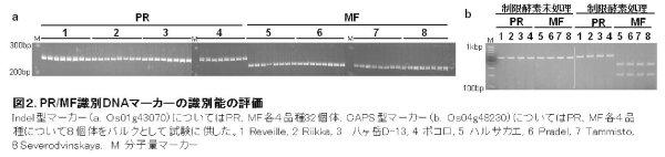 図2 PR/MF識別DNAマーカーの識別能の評価