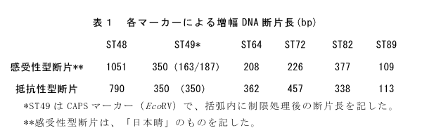 表1 各マーカーによる増幅DNA断片長