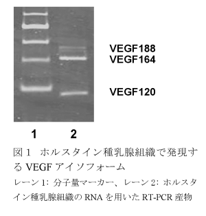図1 ホルスタイン種乳腺組織で発現する VEGF アイソフォーム