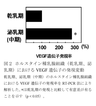 図2 ホルスタイン種乳腺組織(乾乳期、泌乳期)における VEGF 遺伝子の発現変動