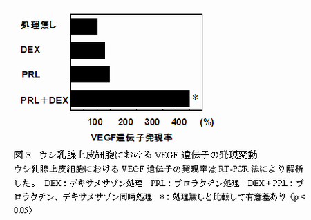 図3 ウシ乳腺上皮細胞における VEGF 遺伝子の発現変動