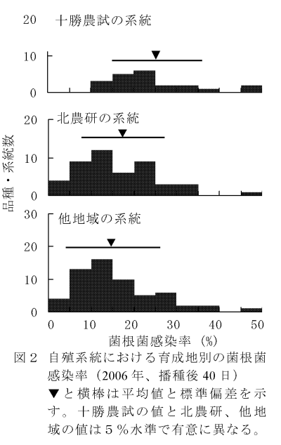 図2 自殖系統における育成地別の菌根菌感染率