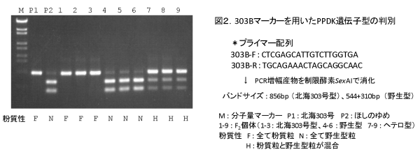 図2 303B マーカーを用いた PPDK 遺伝子型の判別