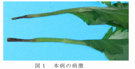 図1 本病の病徴