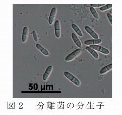 図2 分離菌の分生子