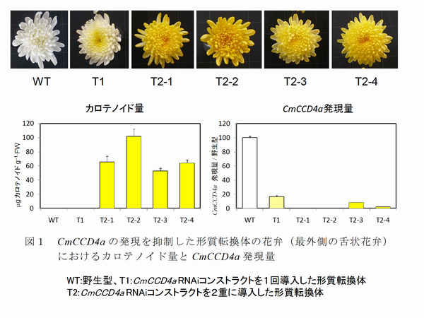 図1 CmCCD4aの発現を抑制した形質転換体の花弁(最外側の舌状花弁)におけるカロテノイド量とCmCCD4a発現量