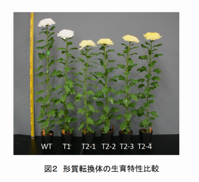図2 形質転換体の生育特性比較