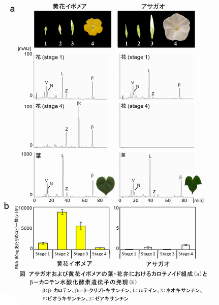 図 アサガオおよび黄花イポメアの葉・花弁におけるカロテノイド組成(a)とβ-カロテン水酸化酵素遺伝子の発現(b)