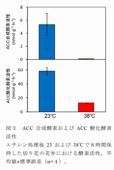 図3 ACC合成酵素およびACC酸化酵素活性
