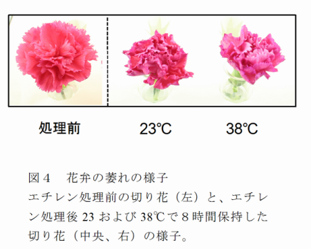図4 花弁の萎れの様子