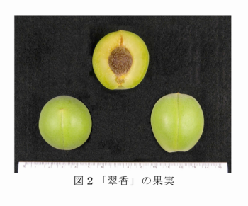 図2 「翠香」の果実