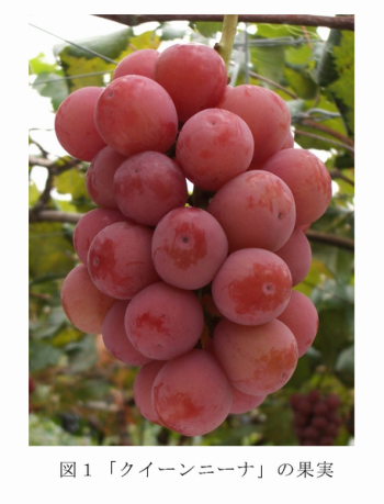図1 「クイーンニーナ」の果実