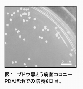 図1 ブドウ黒とう病菌コロニーPDA培地での培養6日目