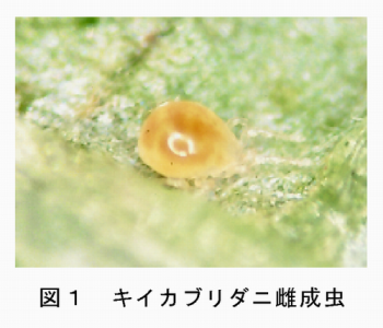 図1 キイカブリダニ雌成虫