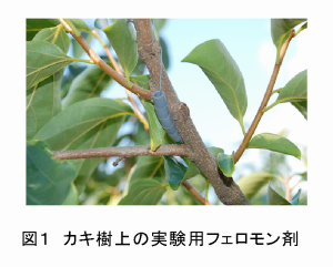 図1 カキ樹上の実験用フェロモン剤
