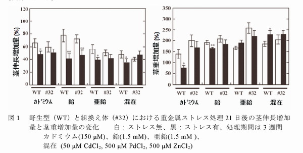 図1 野生型(WT)と組換え体(#32)における重金属ストレス処理21日後の茎伸長増加量と茎重増加量の変化