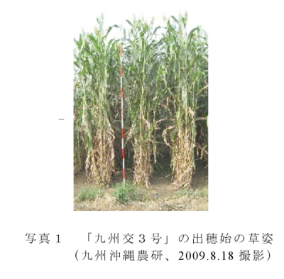 写真1 「九州交3号」の出穂始の草姿