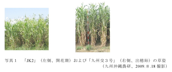 写真1 「 JK2 」(左側、開花期)および「九州交3号」(右側、出穂始)の草姿