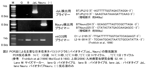 図2 PCR 法による主要な日本在来タバココナジラミ(バイオタイプ JpL 、 Nauru )の簡易識別