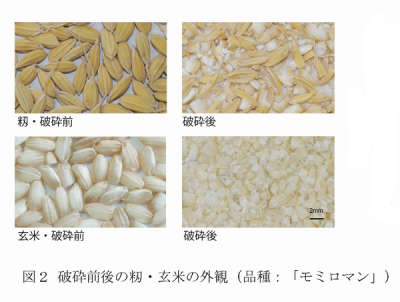 図2 破砕前後の籾・玄米の外観(品種:「モミロマン」)