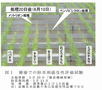 図1 圃場での除草剤感受性評価試験