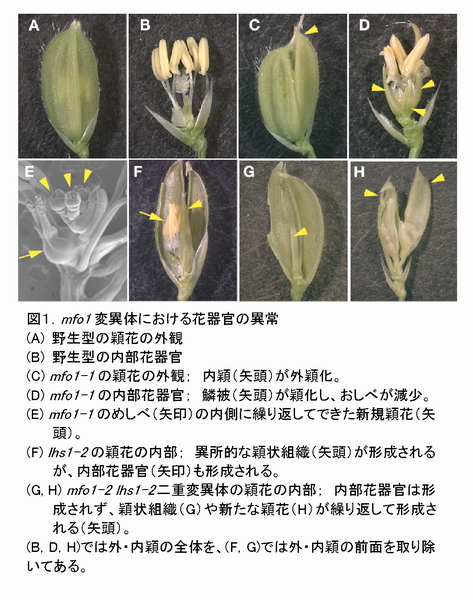 図1 <i>mfo1</i>変異体における花器官の異常