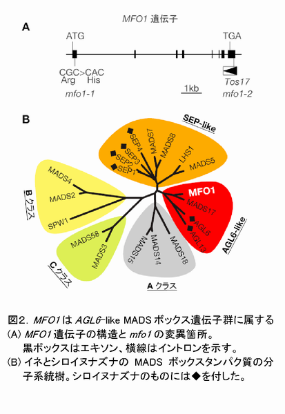 図2 <i>MFO1</i>は<i>AGL6</i>-like MADSボックス遺伝子群に属する<i>MFO1</i>遺伝子の構造と<i>mfo1</i>の変異箇所。