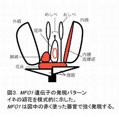 図3 <i>MFO1</i>遺伝子の発現パターン