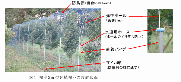 図1 樹高2mの列植樹への設置状況