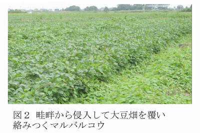 図2 畦畔から侵入して大豆畑を覆い絡みつくマルバルコウ