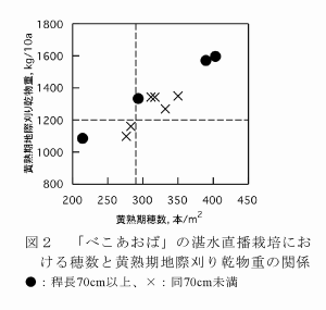 図2 「べこあおば」の湛水直播栽培における穂数と黄熟期地際刈り乾物重の関係