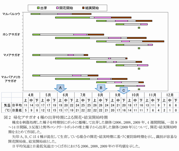 図2 帰化アサガオ 4 種の出芽時期による開花・結実開始時期