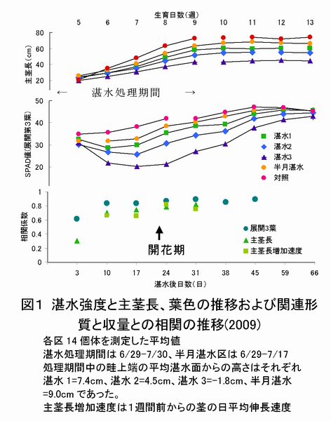 図1 湛水強度と主茎長、葉色の推移および関連形質と収量との相関の推移 (2009)