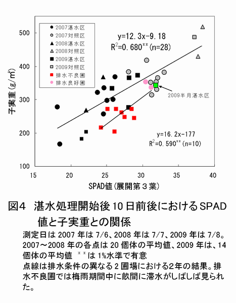 図4 湛水処理開始後 10 日前後における SPAD 値と子実重との関係